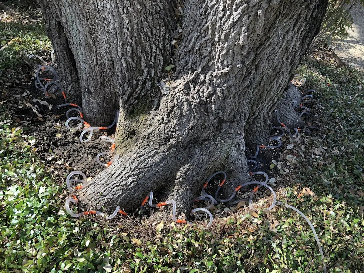 Detailed Tree Cabling and Bracing job site in Westby