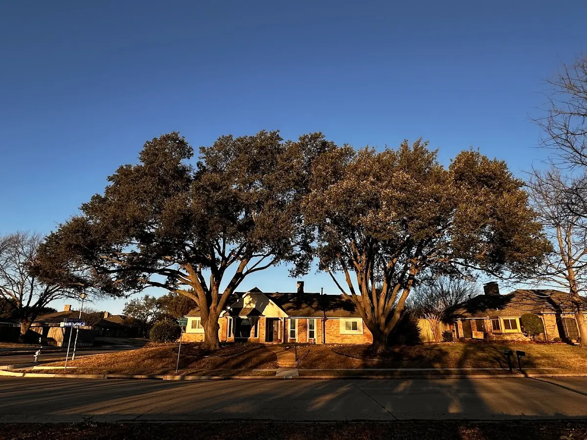 Established residential canopy tree shading a home in Westby